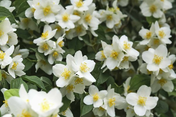 Faire refleurir votre jasmin d'intérieur en 5 étapes